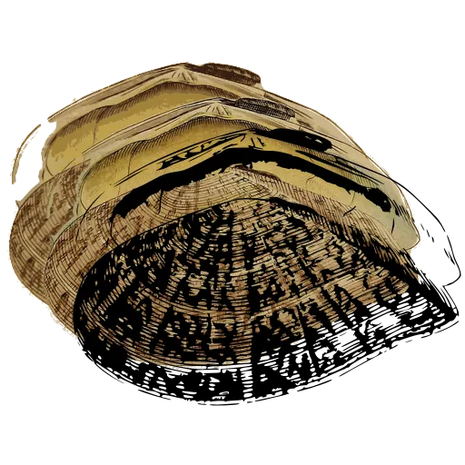 Ribbed limpet shell 01
