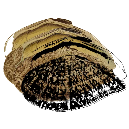 Ribbed limpet shell 01