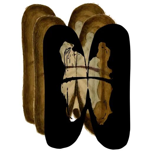 Paired shell valves 01