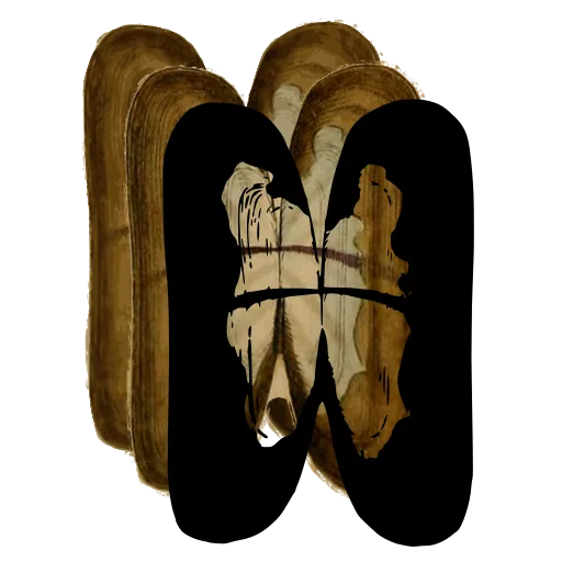 Paired shell valves 01