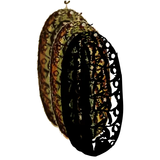 Chiton from above 03