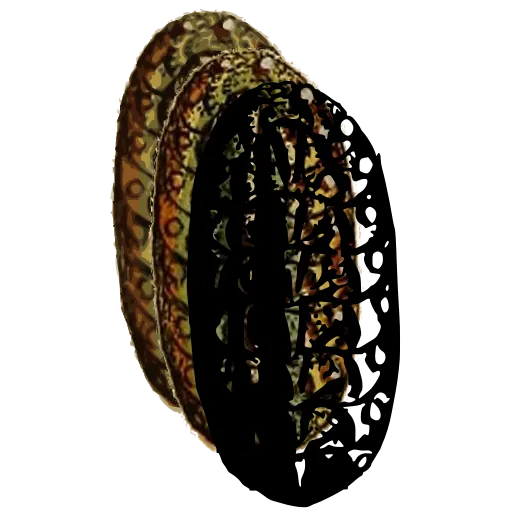 Chiton from above 03