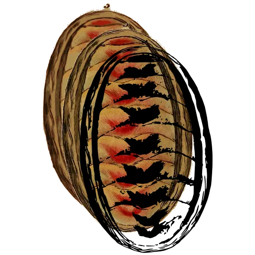Chiton from above 04