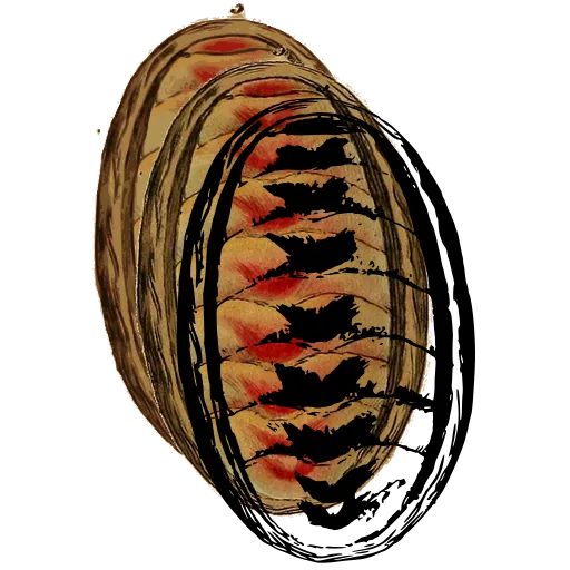 Chiton from above 04