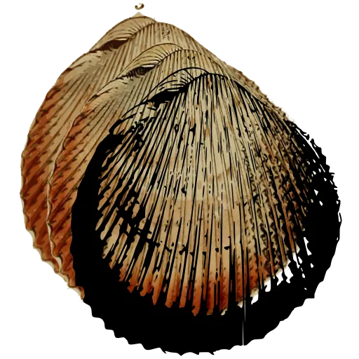 Ribbed cockle shell 05