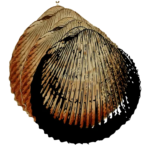 Ribbed cockle shell 05