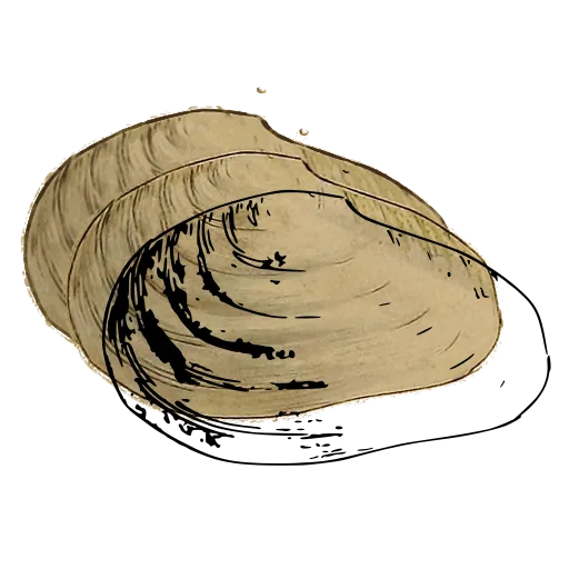 Smooth bivalve outline 02