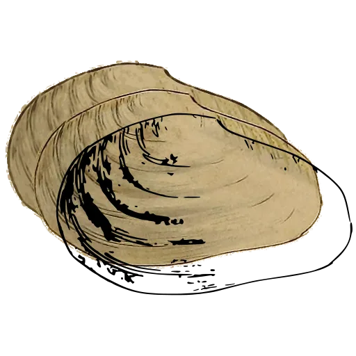 Smooth bivalve outline 02