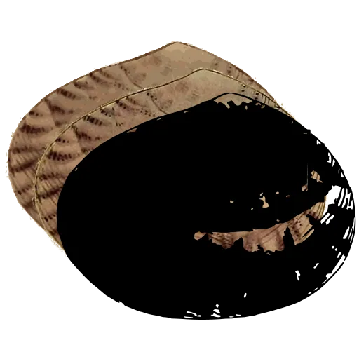 Dark bivalve shell 01