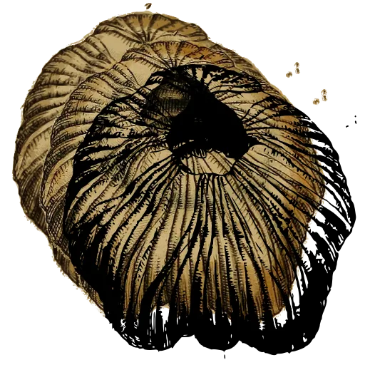 Barnacle from above 07