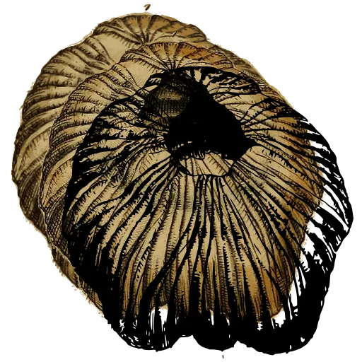Barnacle from above 07