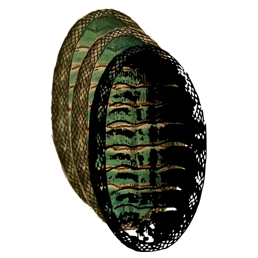 Chiton from above 05