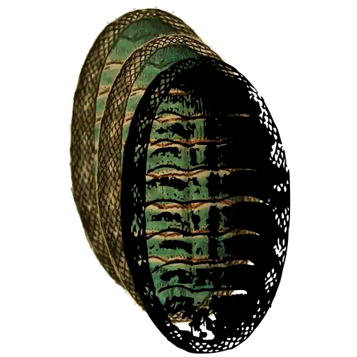 Chiton from above 05