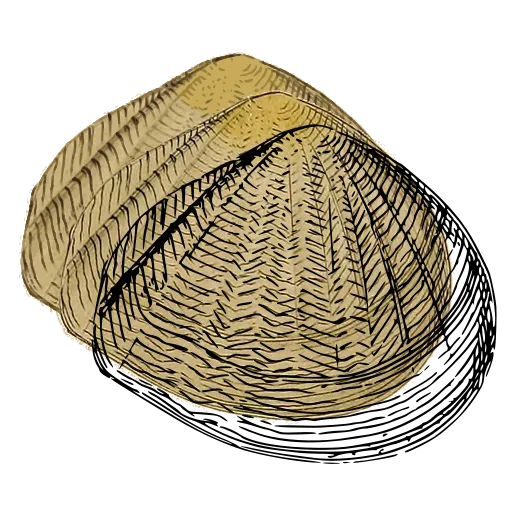 Ribbed bivalve outline 01