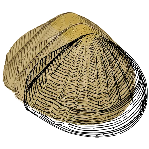Ribbed bivalve outline 01