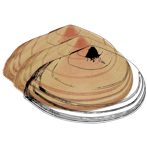 Layered limpet shell