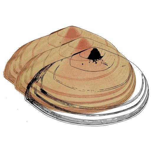 Layered limpet shell