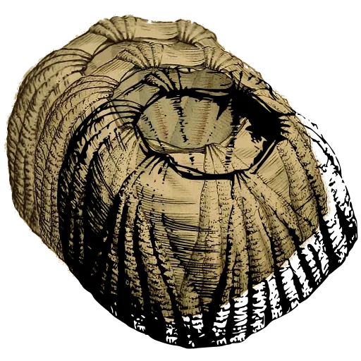 Barnacle from above 09