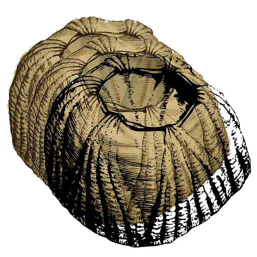 Barnacle from above 09