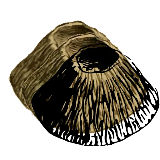 Ribbed limpet shell 02