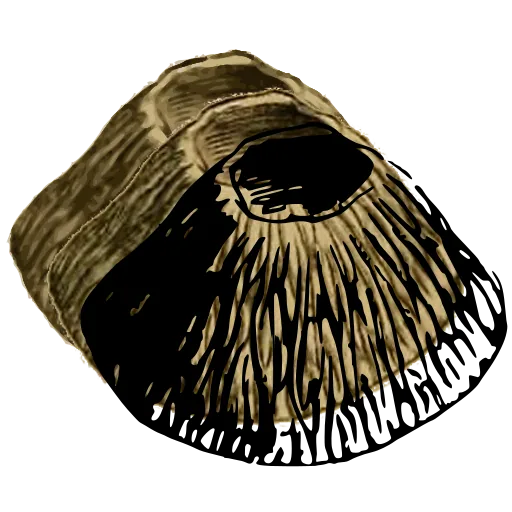 Ribbed limpet shell 02