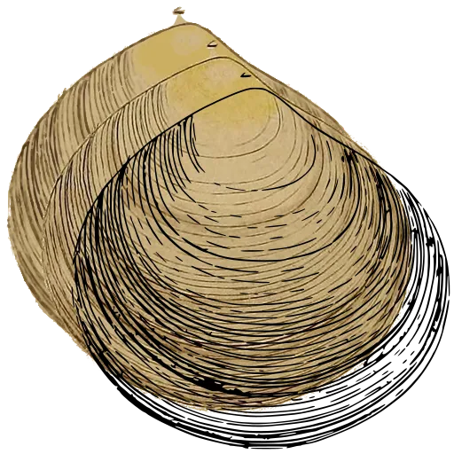 Ribbed bivalve outline 02