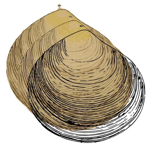 Ribbed bivalve outline 02