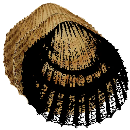 Ribbed cockle shell 06