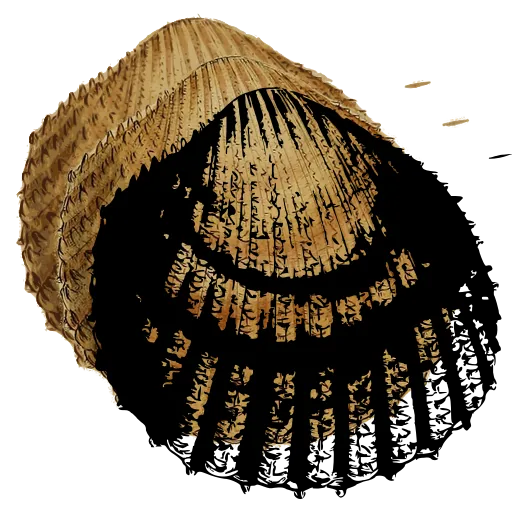 Ribbed cockle shell 06