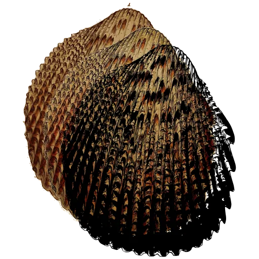 Spined cockle shell 01