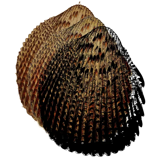 Spined cockle shell 01