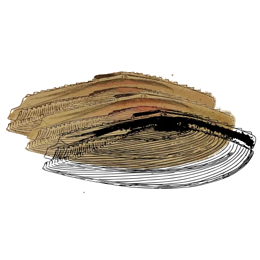Long bivalve shell 01