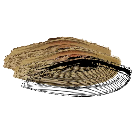 Long bivalve shell 01
