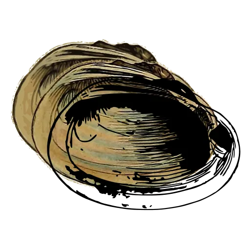 Smooth bivalve shell 07