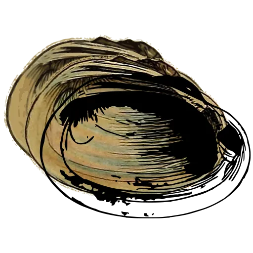 Smooth bivalve shell 07