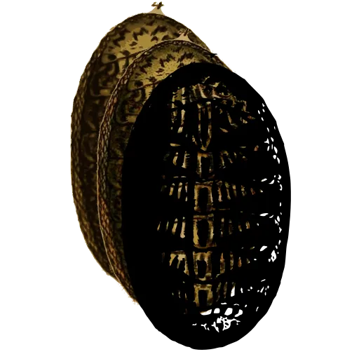 Chiton from above 06