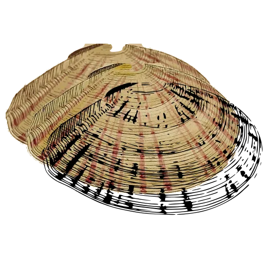 Marked bivalve shell 03
