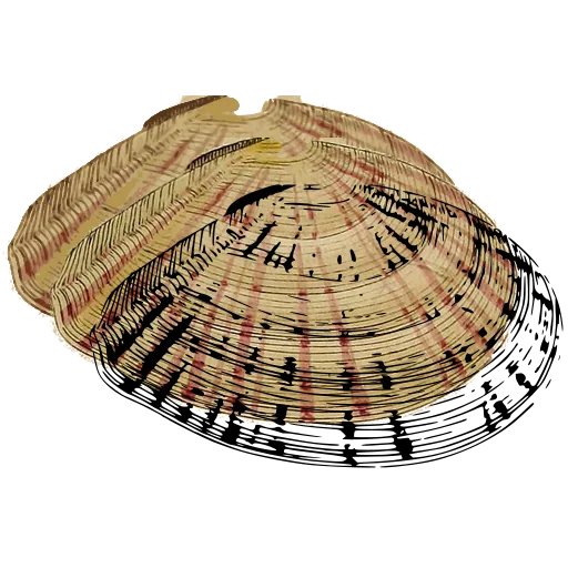 Marked bivalve shell 03