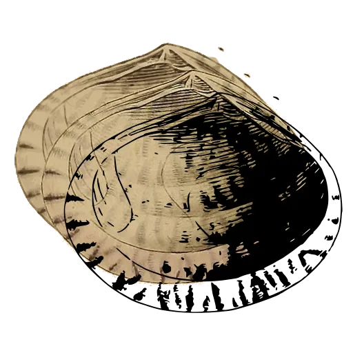 Toothed bivalve interior 02