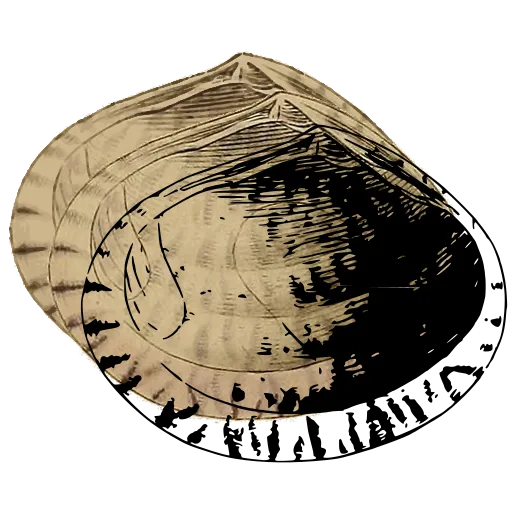 Toothed bivalve interior 02