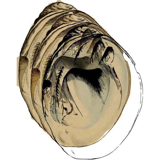 Bivalve interior with muscle scars