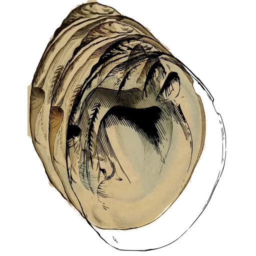 Bivalve interior with muscle scars