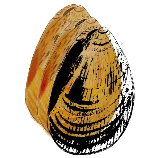 Ribbed bivalve shell 06