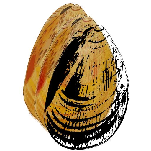 Ribbed bivalve shell 06