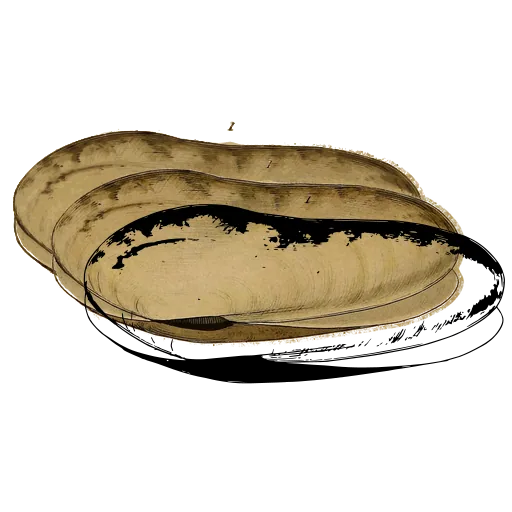 Long bivalve shell 02