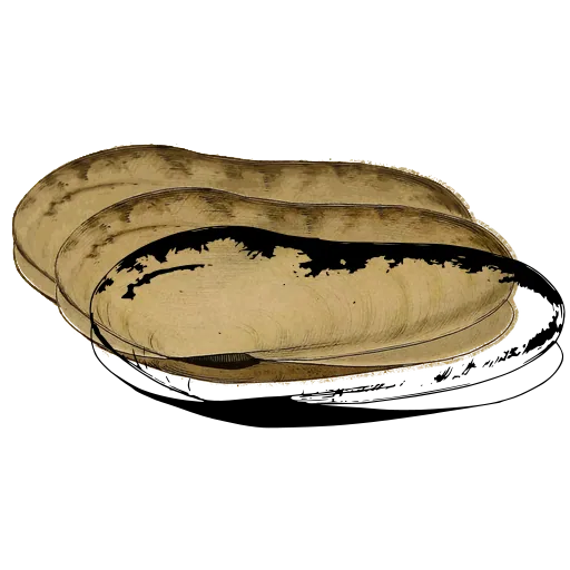 Long bivalve shell 02