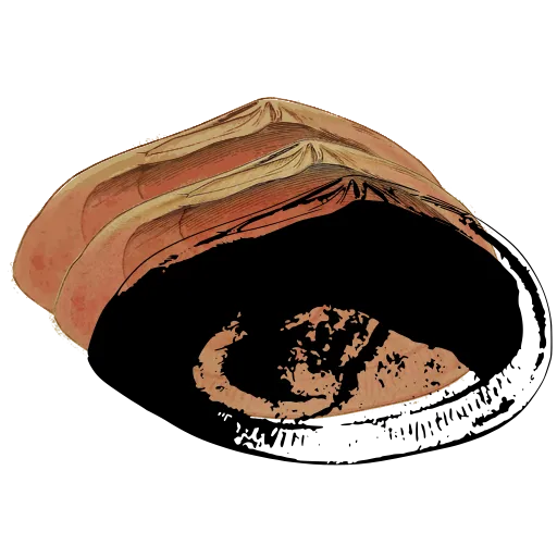 Dark bivalve interior 03