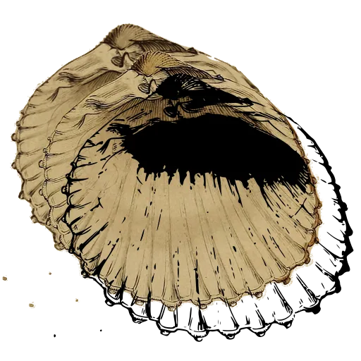 Ribbed scallop shell 02
