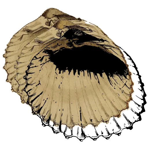 Ribbed scallop shell 02