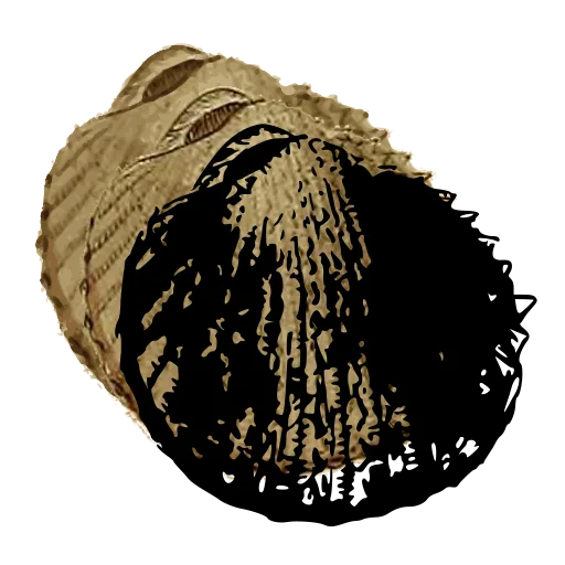 Ribbed clam shell 02